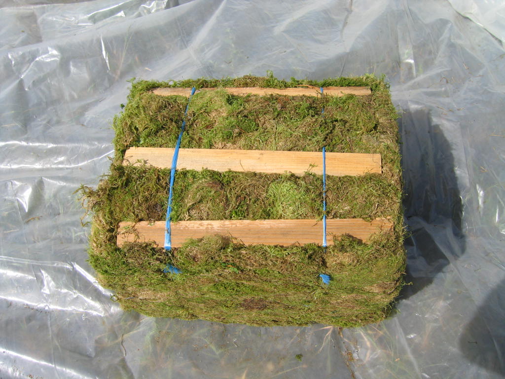 Oregon Green Moss